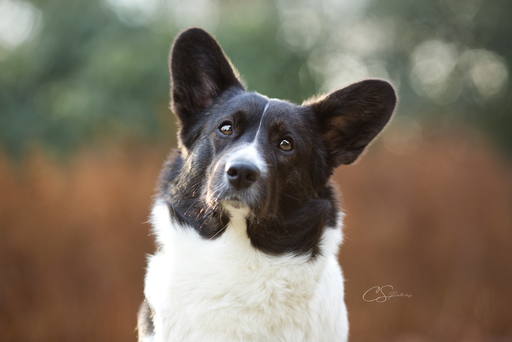 CS Pictures Fotografie | Hundefotografie | Hochzeitsfotograf auf alleFotografen
