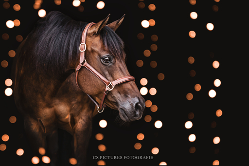 CS Pictures Fotografie | Pferdefotografie | Hundefotograf auf alleFotografen
