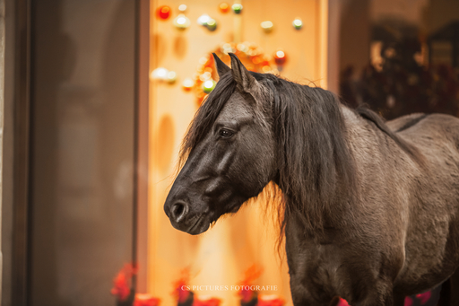 CS Pictures Fotografie | Pferdefotografie | Pferdefotograf auf alleFotografen