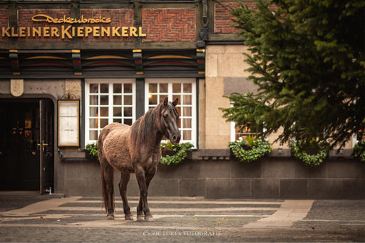 CS Pictures Fotografie | Pferdefotografie | Hochzeitsfotograf auf alleFotografen