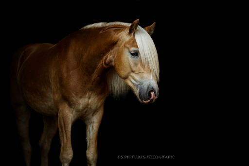 CS Pictures Fotografie | Pferdefotografie | Hochzeitsfotograf auf alleFotografen