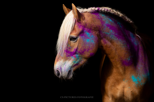 CS Pictures Fotografie | Pferdefotografie | Tierfotograf auf alleFotografen
