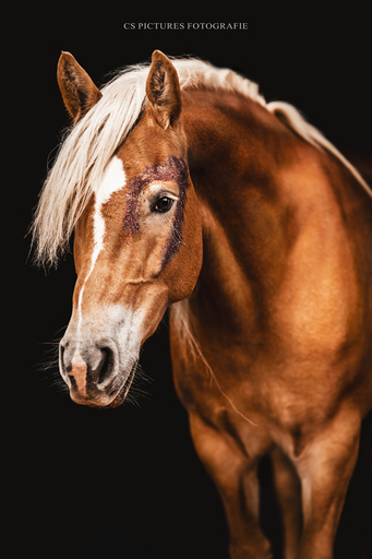 CS Pictures Fotografie | Pferdefotografie | Hochzeitsfotograf auf alleFotografen