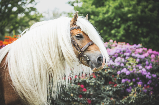 CS Pictures Fotografie | Pferdefotografie | Hochzeitsfotograf auf alleFotografen