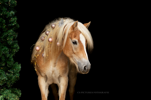 CS Pictures Fotografie | Pferdefotografie | Portraitfotograf auf alleFotografen
