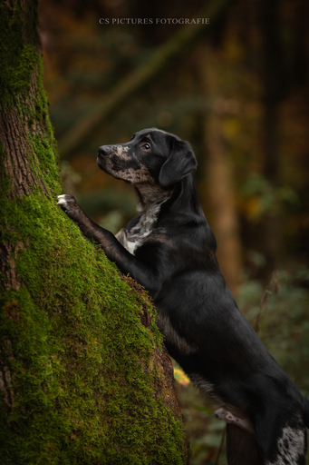 CS Pictures Fotografie | Hundefotografie | Hundefotograf auf alleFotografen