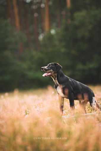 CS Pictures Fotografie | Hundefotografie | Hochzeitsfotograf auf alleFotografen