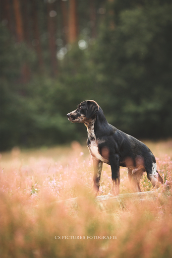 CS Pictures Fotografie | Hundefotografie | Tierfotograf auf alleFotografen