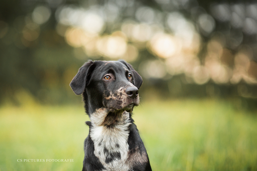 CS Pictures Fotografie | Hundefotografie | Werbefotograf auf alleFotografen