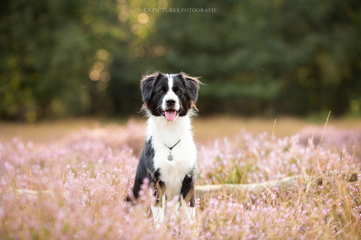 CS Pictures Fotografie | Hundefotografie | Bewerbungsfotograf auf alleFotografen