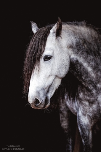 Tierfotografie daja-pictures | Pferdefotografie | Portraitfotograf auf alleFotografen