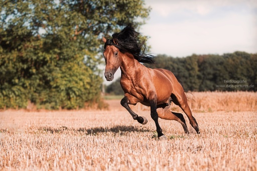 Tierfotografie daja-pictures | Pferdefotografie | Tierfotograf auf alleFotografen