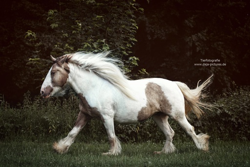 Tierfotografie daja-pictures | Pferdefotografie | Tierfotograf auf alleFotografen