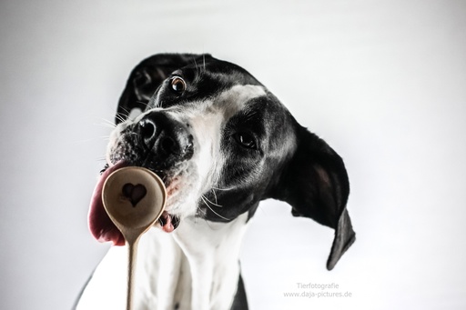 Tierfotografie daja-pictures | Hundefotografie | Portraitfotograf auf alleFotografen