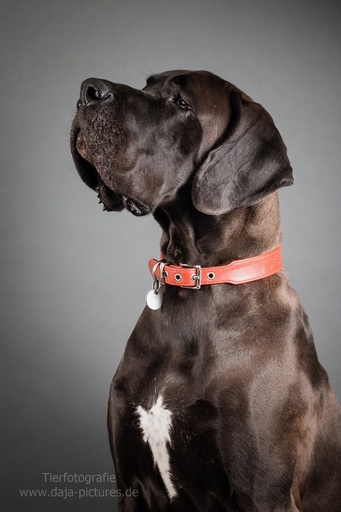 Tierfotografie daja-pictures | Hundefotografie | Portraitfotograf auf alleFotografen