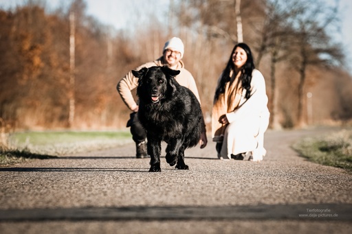 Tierfotografie daja-pictures | Hundefotografie | Tierfotograf auf alleFotografen