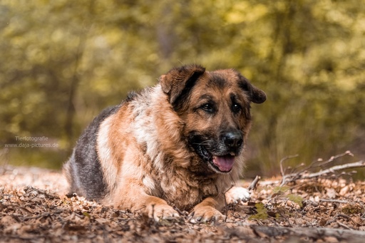 Tierfotografie daja-pictures | Hundefotografie | Paarfotograf auf alleFotografen