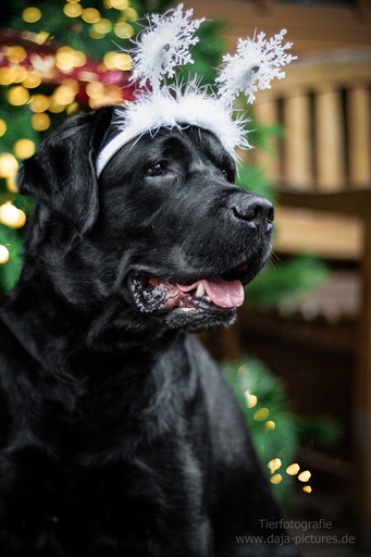 Tierfotografie daja-pictures | Hundefotografie | Hundefotograf auf alleFotografen