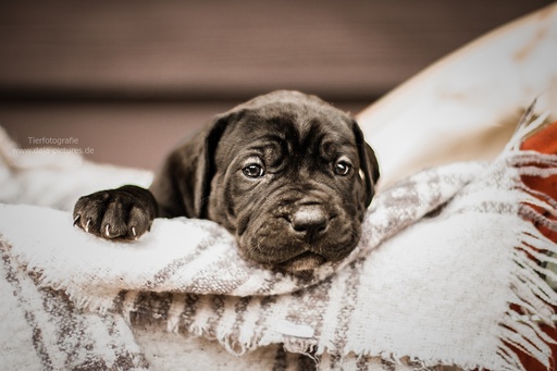 Tierfotografie daja-pictures | Hundefotografie | Tierfotograf auf alleFotografen