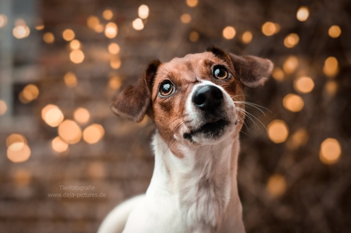 Tierfotografie daja-pictures | Hundefotografie | Pferdefotograf auf alleFotografen