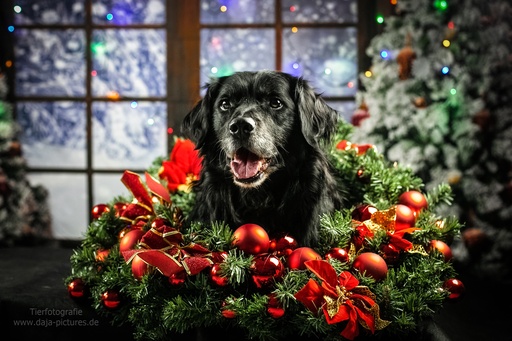 Tierfotografie daja-pictures | Hundefotografie | Portraitfotograf auf alleFotografen