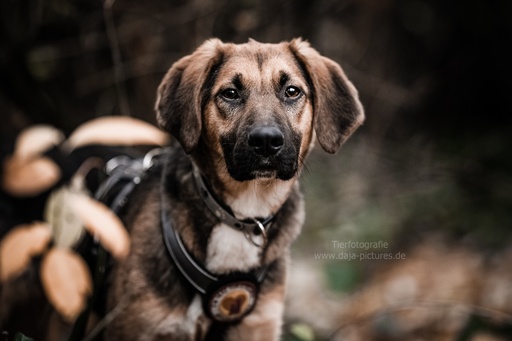 Tierfotografie daja-pictures | Hundefotografie | Hundefotograf auf alleFotografen