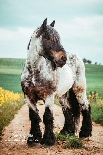 Tierfotografie daja-pictures | Pferdefotografie | Pferdefotograf auf alleFotografen