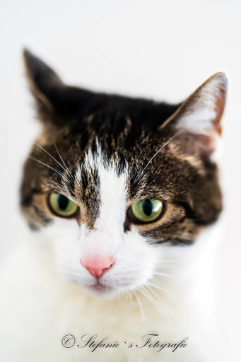 Stefanie's Tierfotografie | Bilder | Tierfotograf auf alleFotografen