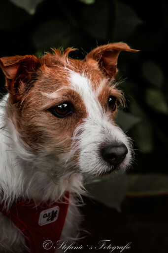 Stefanie's Tierfotografie | Bilder | Tierfotograf auf alleFotografen