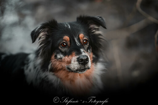 Stefanie's Tierfotografie | Bilder | Tierfotograf auf alleFotografen