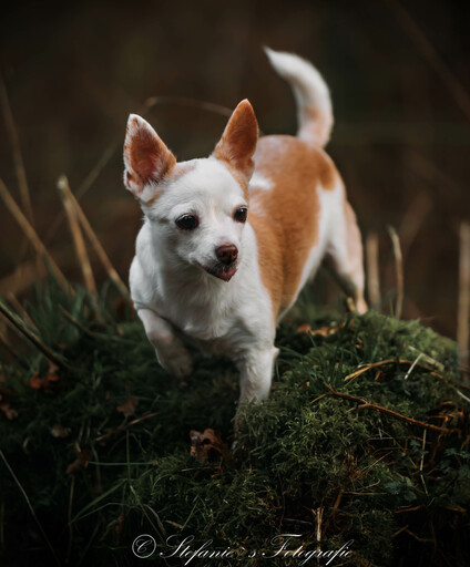 Stefanie's Tierfotografie | Bilder | Tierfotograf auf alleFotografen