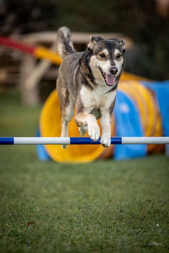 Anifellow - Portraits & Fotografie | Hundefotografie | Tierfotograf auf alleFotografen