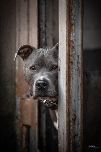 Anifellow - Portraits & Fotografie | Hundefotografie | Pferdefotograf auf alleFotografen