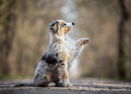 Anifellow - Portraits & Fotografie | Hundefotografie | Pferdefotograf auf alleFotografen