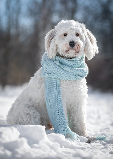 Anifellow - Portraits & Fotografie | Hundefotografie | Tierfotograf auf alleFotografen