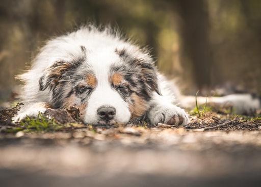 Anifellow - Portraits & Fotografie | Hundefotografie | Pferdefotograf auf alleFotografen
