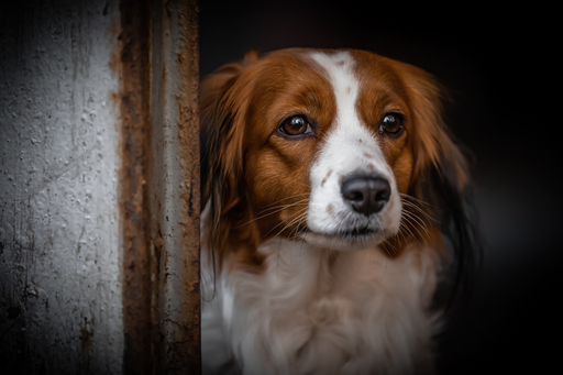 Anifellow - Portraits & Fotografie | Hundefotografie | Hundefotograf auf alleFotografen