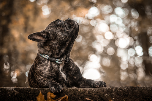 Anifellow - Portraits & Fotografie | Hundefotografie | Pferdefotograf auf alleFotografen