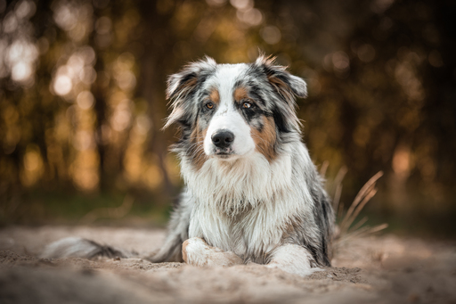 Anifellow - Portraits & Fotografie | Hundefotografie | Pferdefotograf auf alleFotografen