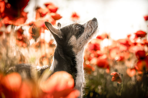 Anifellow - Portraits & Fotografie | Hundefotografie | Tierfotograf auf alleFotografen