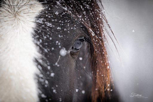 Anifellow - Portraits & Fotografie | Pferdefotografie | Pferdefotograf auf alleFotografen