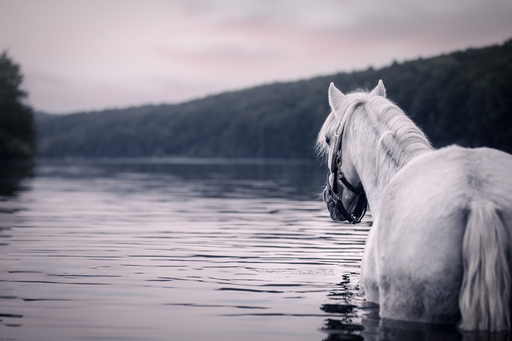 Anifellow - Portraits & Fotografie | Pferdefotografie | Pferdefotograf auf alleFotografen