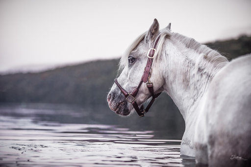 Anifellow - Portraits & Fotografie | Pferdefotografie | Hundefotograf auf alleFotografen