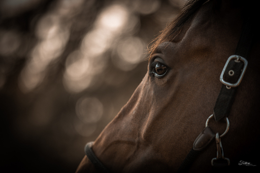 Anifellow - Portraits & Fotografie | Pferdefotografie | Pferdefotograf auf alleFotografen