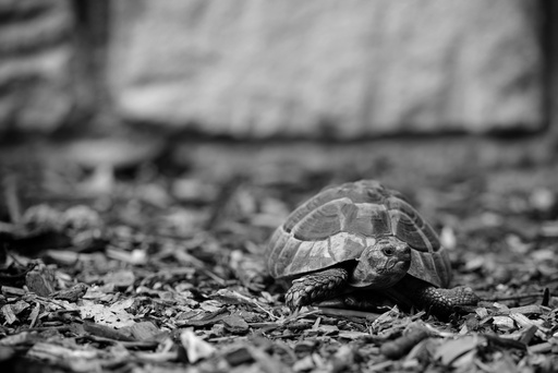 André Weber | Photo-Andy | Tierisches | Tierfotograf auf alleFotografen