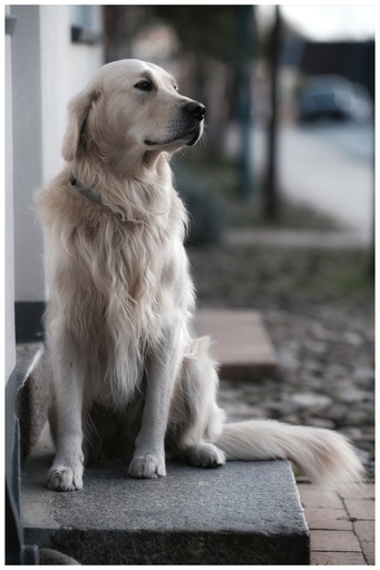 André Weber | Photo-Andy | Tierisches | Bewerbungsfotograf auf alleFotografen