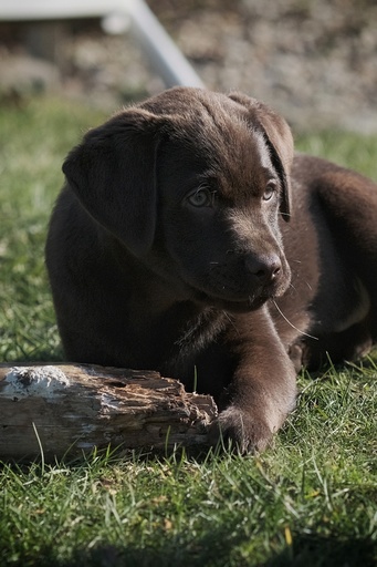 André Weber | Photo-Andy | Tierisches | Bewerbungsfotograf auf alleFotografen