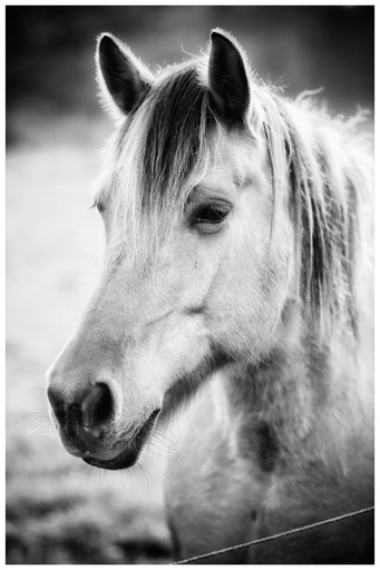 André Weber | Photo-Andy | Tierisches | Hundefotograf auf alleFotografen