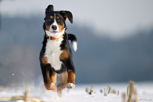 Erik Thomas | Hunde | Landschaftsfotograf auf alleFotografen