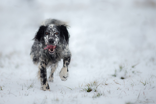 Erik Thomas | Hunde | Luftbildfotograf auf alleFotografen